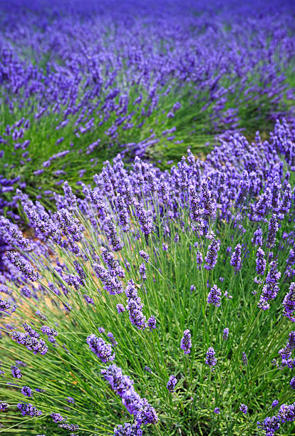istock Lavender fields bloom in Provence, creating vibrant landscapes with fragrant flowers 2206975199