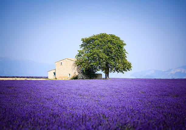 Vast lavender fields extend across the landscape in Provence, filled with blooming purple flowers. A rustic stone house and a solitary tree offer a tranquil contrast against the colorful backdrop.