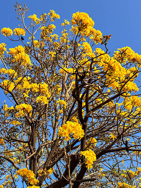 istock The Golden trumpet tree Handroanthus albus 2206975665