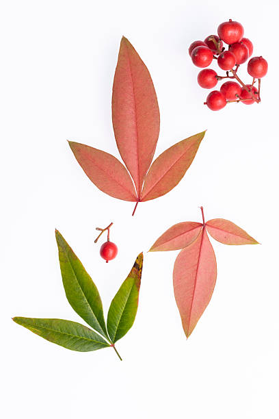 nandina leaves and berries