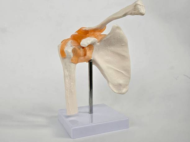 istock Detailed model of human shoulder joint showcasing key anatomical features 2206975757