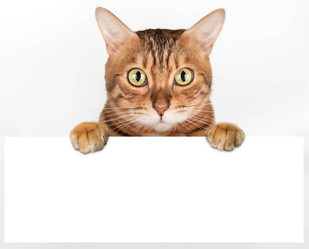 Curious Bengal cat peeking out from behind white surface. Domestic cat peeking out curiously from behind white background. Pedigree cat showing poster template. Web banner with copy space. pics for cat staring at wall stock pictures, royalty-free photos & images