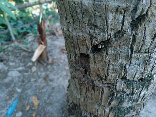 istock Close-up of rough tree bark texture with natural details and patterns 2206976668