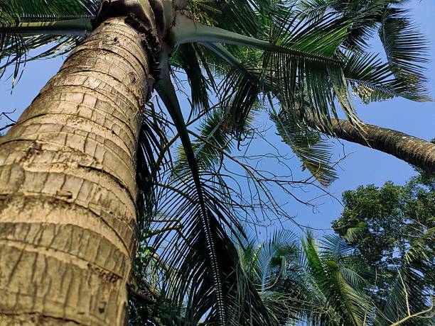 palm tree in the forest.tree branches in forest, Natural background