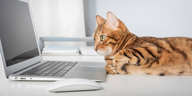 istock Cat works on computer at home or in office. 2206976757