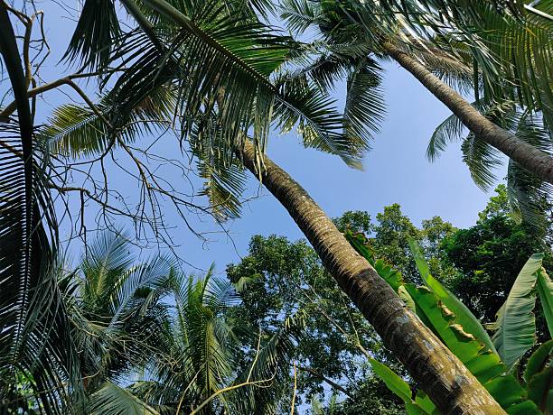 istock palm tree in the forest.tree branches in forest, Natural background 2206976775