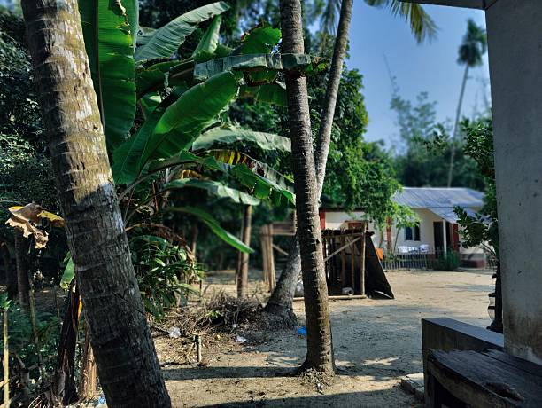 istock palm tree in the forest.tree branches in forest, Natural background 2206976776