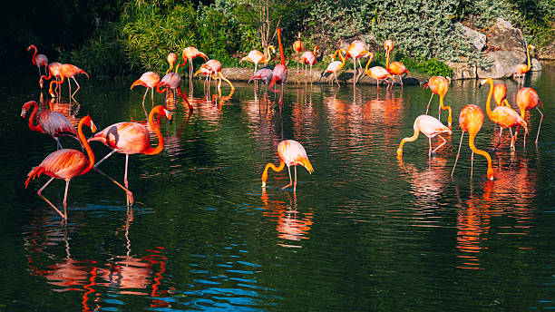 istock A group of pink long-legged flamingos in a pond. Panoramic background. 2206977111