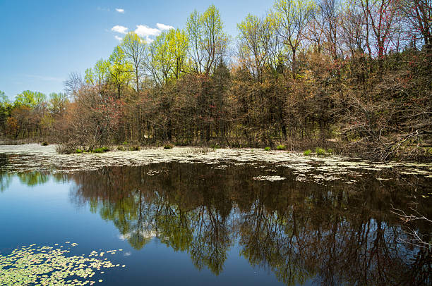 istock Upland Swamp at at Mammoth Cave National Park 2206977954