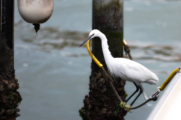 Beautiful white heron close-up portrait