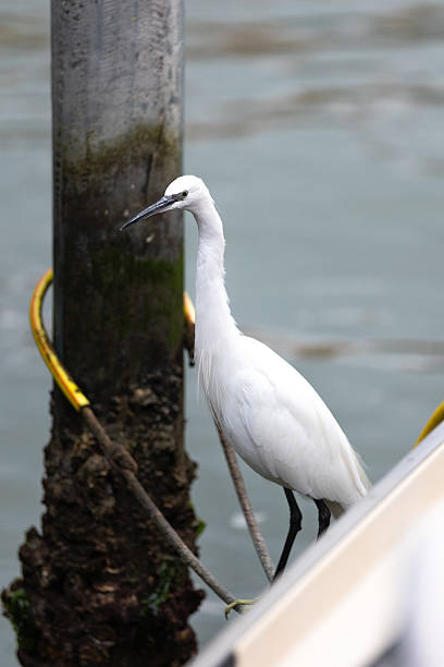 istock Beautiful white heron close-up 2206979175