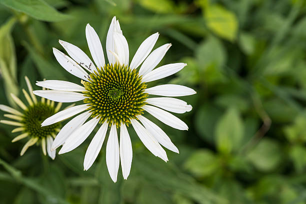 Echinacea is a group of herbaceous flowering plants in the daisy family, Asteraceae. This queen of daisy is often called Coneflowers for its dome-shaped center.