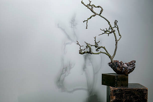 istock Minimalist Bonsai Art Against Misty Background 2206979953