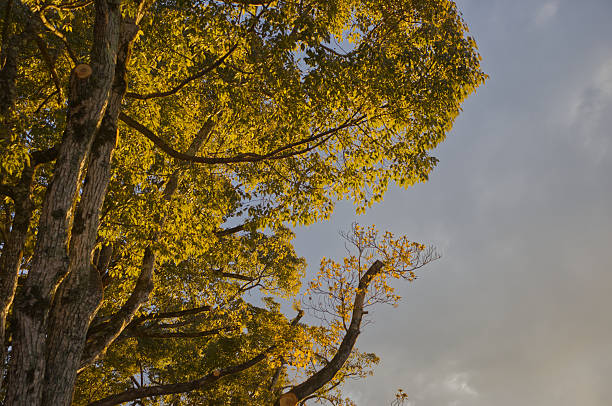 Ginkgo tree in autumn