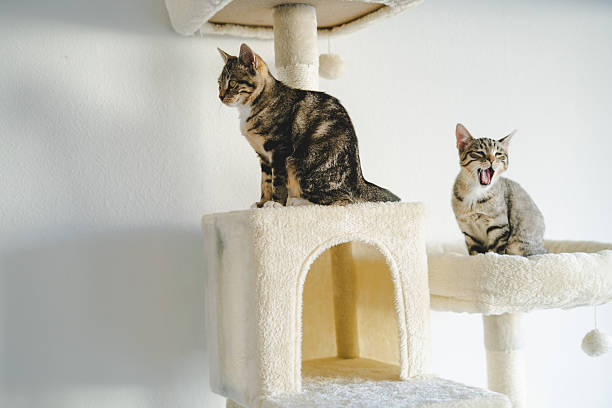 istock Two cute little kitties at home. 2206981699