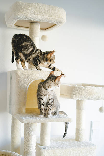 istock Two cute little kitties at home. 2206981808