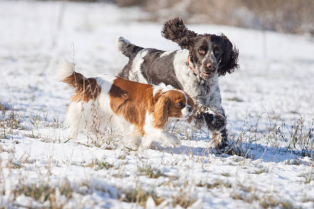 istock Cavalier King Charles Spaniel and Springer Spaniel walking in a snowy field 2206984568