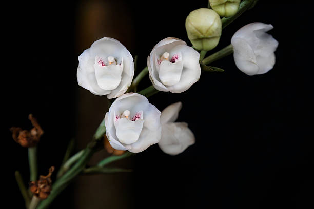 istock Holy Spirit Orchid from Panama 2206984641