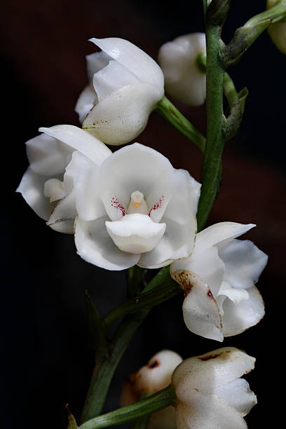 istock Holy Spirit Orchid from Panama 2206984642