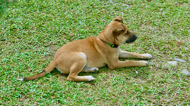 istock The dog is lying on the green grass. 2206986288