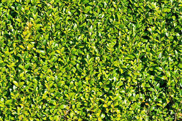 Neatly cut trimmed green evergreen privet hedge background, gardening stock photo image
