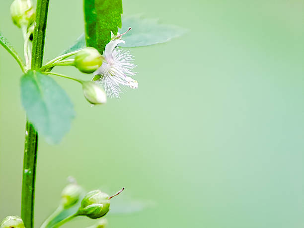 istock Delicate white wildflower with fine, thread like petals, captured against a soft green background 2206987619