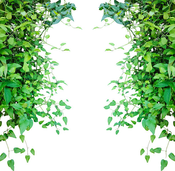 istock A green leaf frame with floral vine design, capturing nature's spring border, green plants on a transparent background 2206987798