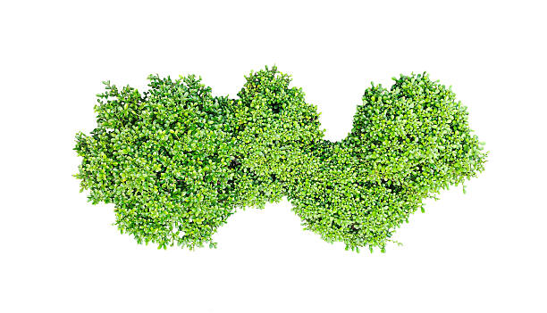 istock a green bush on a transparent background, A fresh green leaf isolated on white, embodying organic nature 2206988662