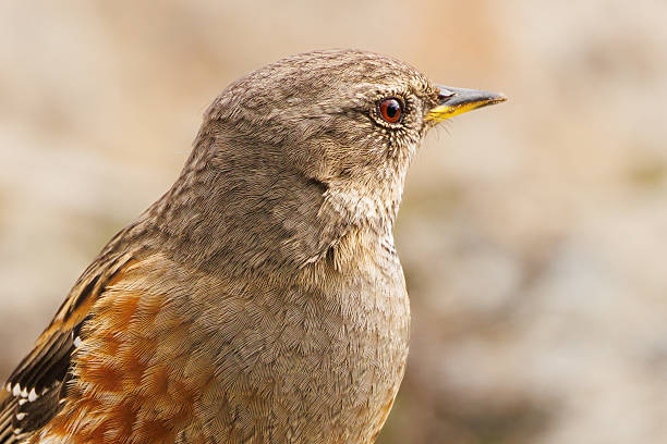 istock Close-up of an Alpine Accentor (Prunella collaris) 2206990158
