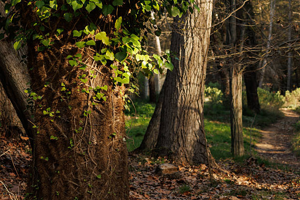 Shade plane tree with climbing ivy next to the forest path in the Alcoy sanatorium, Spain.