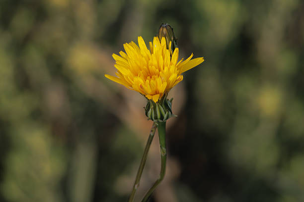 Sweet catnip (Hypochaeris glabra) flower in spring, Alcoy, Spain