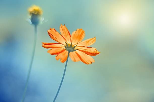 istock Abstract art background with red cosmos flower on blue blurred background in sunlight 2206990376
