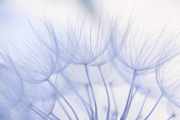 istock Close up dandelion on pastel background, gentle abstract art macro, banner 2206990377