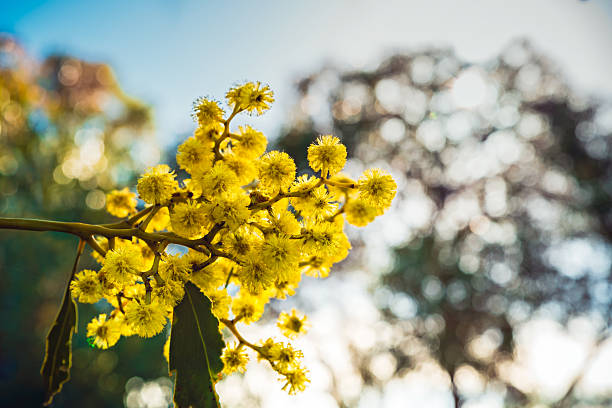 Golden Wattle tree (Acacia pycnantha) blooming during late winter season in August. Wattle tree is a native Australian tree, known for its vibrant yellow flowers and blooms during late winter