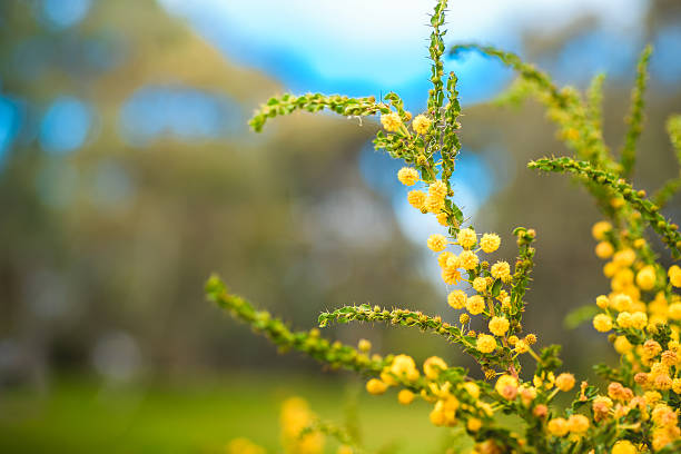 Golden Wattle tree (Acacia pycnantha) blooming during late winter season in August. Wattle tree is a native Australian tree, known for its vibrant yellow flowers and blooms during late winter