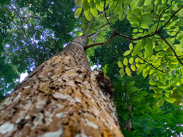 istock Upward View of Mahogany Tree with Green Leaves in a Forest Setting 2206992373