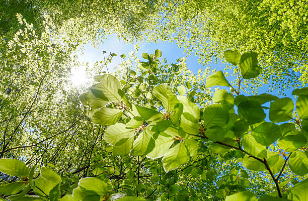 istock Spring fever - looking up into the green beech crowns. 2206993513
