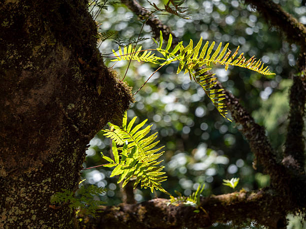 Common spotted fern (Polypodium vulgare) on a laurel tree in the Parque Florestal das Queimadas. The Parque Florestal das Queimadas is located near the town of Santana on Madeira.