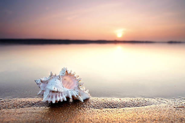 istock beautiful seashell in the sand at the sunset beach 2206996778