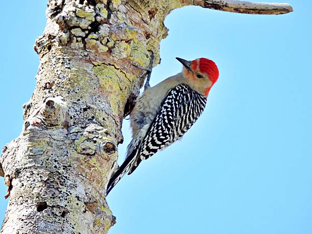 istock Red-bellied Woodpecker (Melanerpes carolinus) - perched on the side of a tree 2206997190