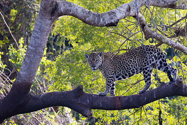 istock Jagua at Pantanal 2207001259