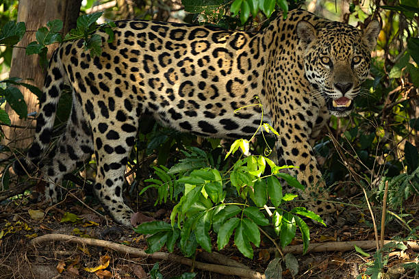 istock Jaguars at Pantanal 2207001519