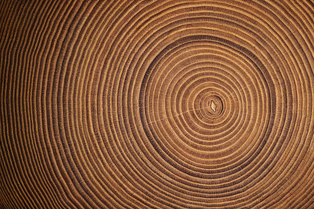 wood texture with annual rings, cracked surface of a felled stump background