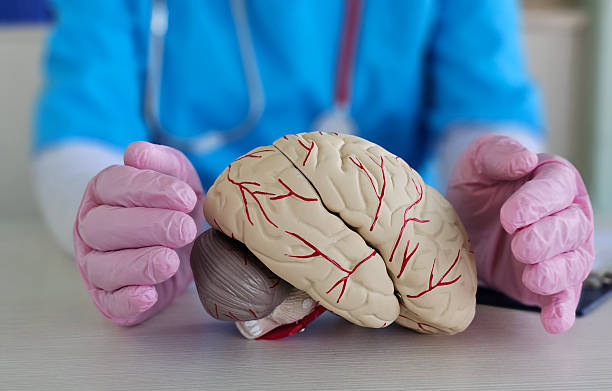 istock Medical professional demonstrates a brain model while explaining its anatomy and functions during a health 2207004980