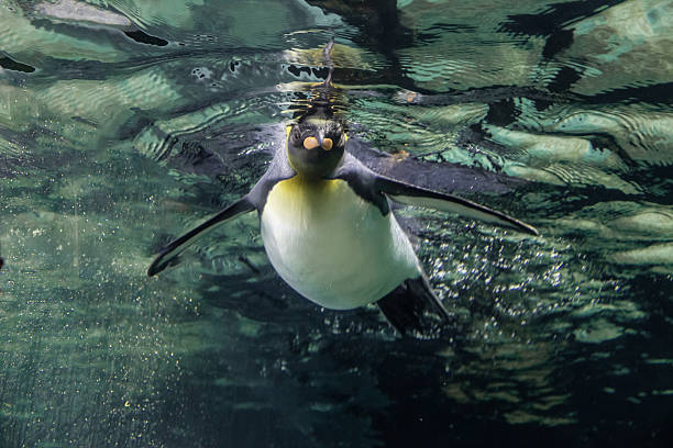 istock A magnificent king penguin (Aptenodytes patagonicus) glides effortlessly underwater, with the shimmering surface above and the deep blue depths below 2207005300