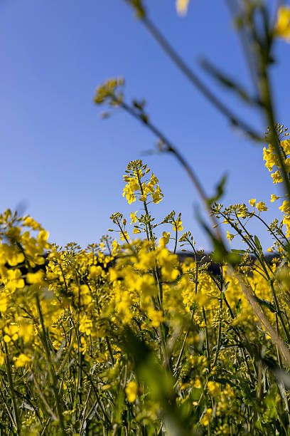 istock beautiful rapeseed flowers in sunny spring weather 2207005595
