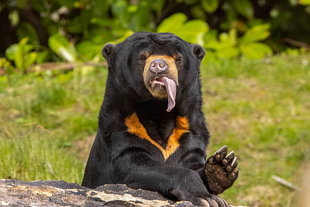 istock Sun bear and tongue 2207005641