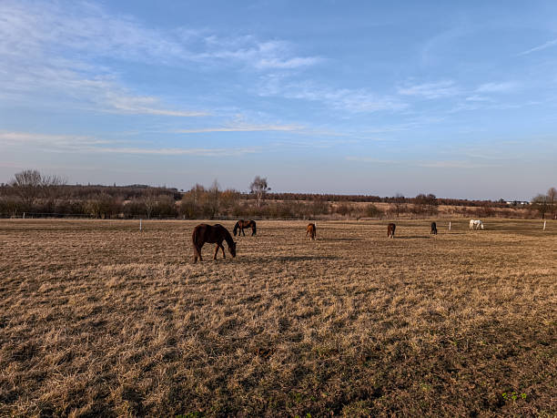 istock Horses grazing in a field under a blue sky in cestlice copy space 2207005680