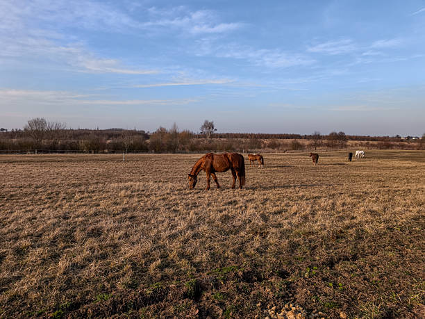 Horses peacefully grazing on dry grass in a field in cestlice, enjoying a sunny winter day copy space