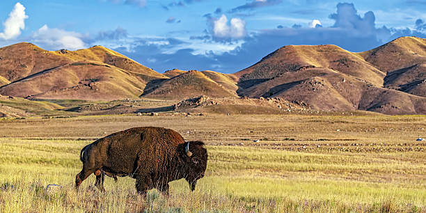 istock Bull Bison on sage covered prairie walking in front of hills 2207006444